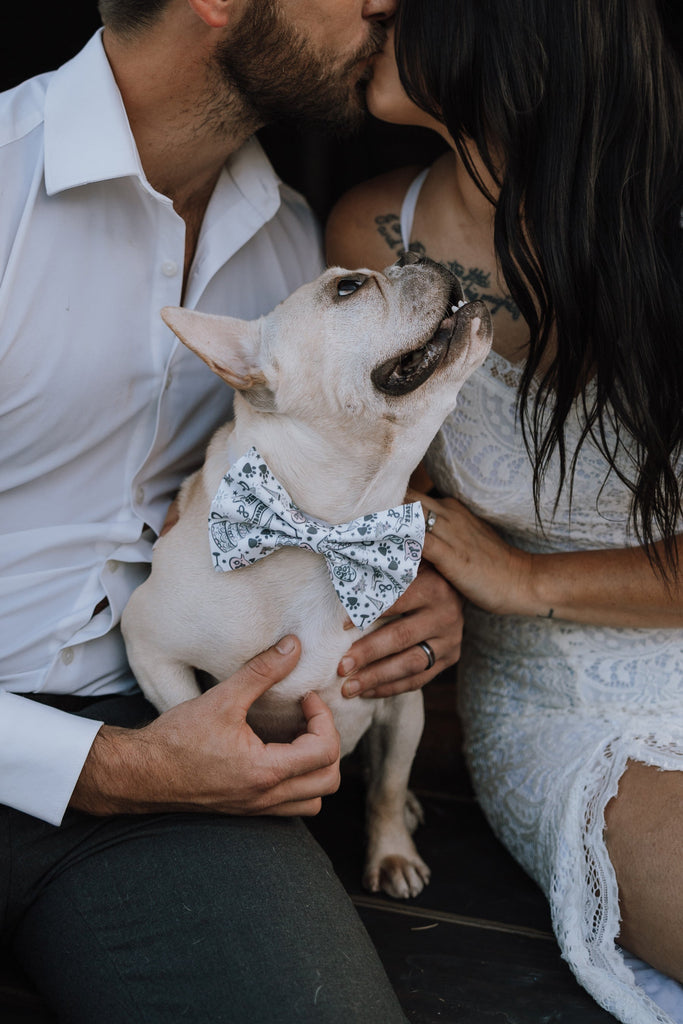 Paws in Love Pet Bow Tie - Modern Companion