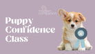 Puppy Confidence Class - Modern Companion