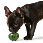 The Pupsicle For Power Chewers - Modern Companion