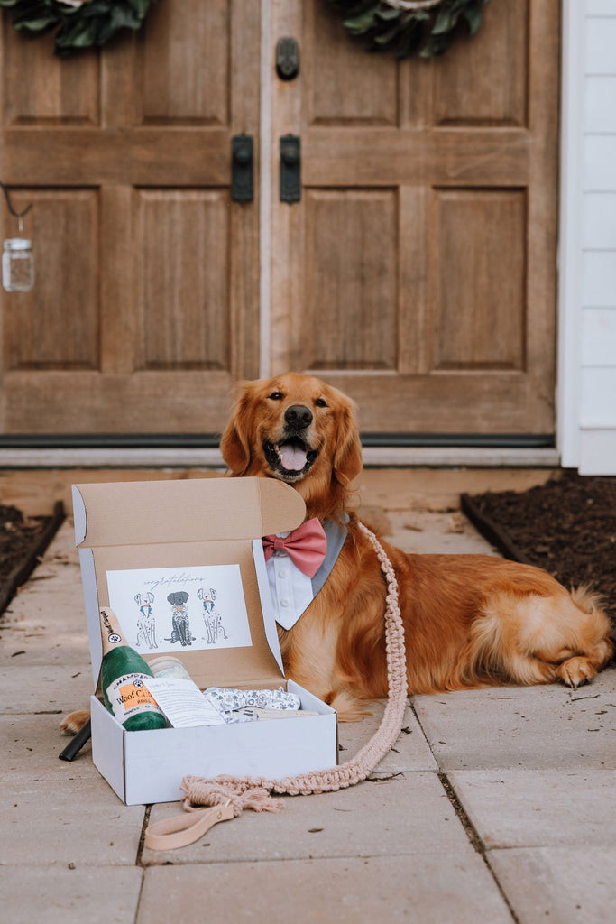 The Wedding Pawty Box - Modern Companion